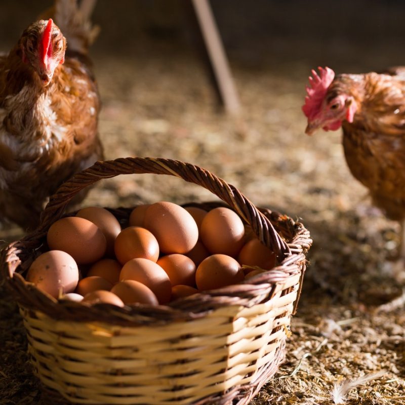 Laying,Hens,Next,To,Basket,Full,Of,Fresh,Eggs,In